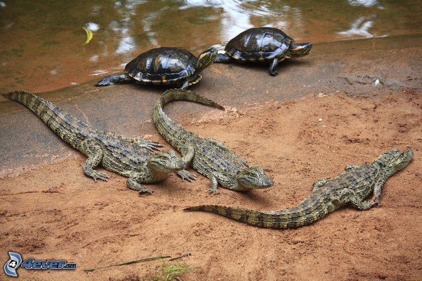 krokodíly, korytnačky, breh
