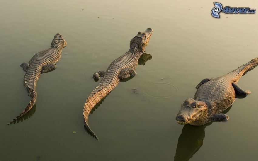 krokodíly, voda