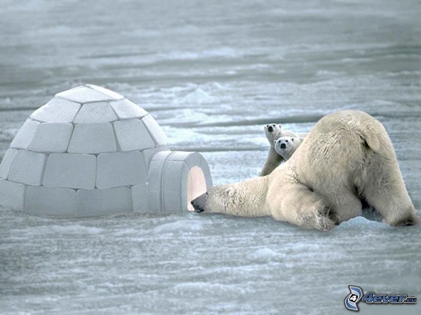 ľadové medvede, iglu