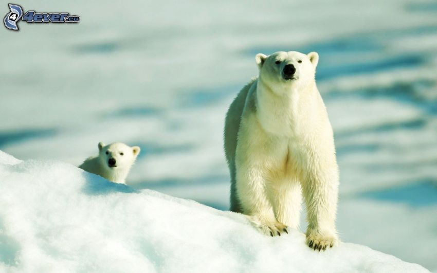 ľadové medvede, mláďa, sneh