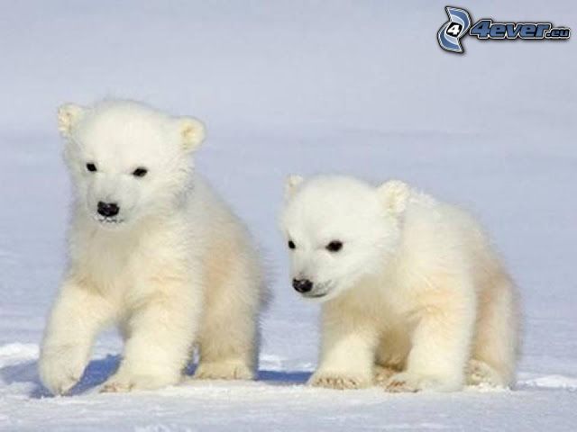 ľadové medvede, mláďatá