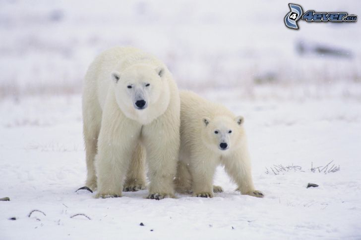 ľadové medvede, sneh