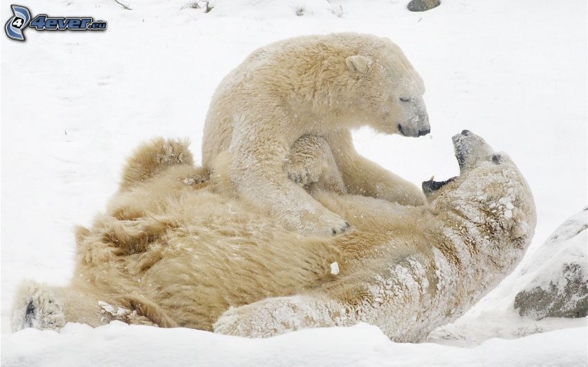 ľadové medvede, sneh