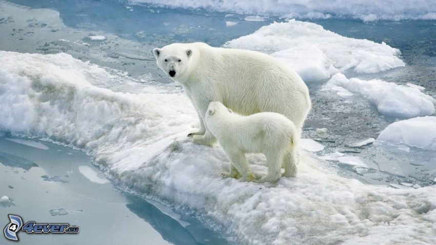 ľadové medvede