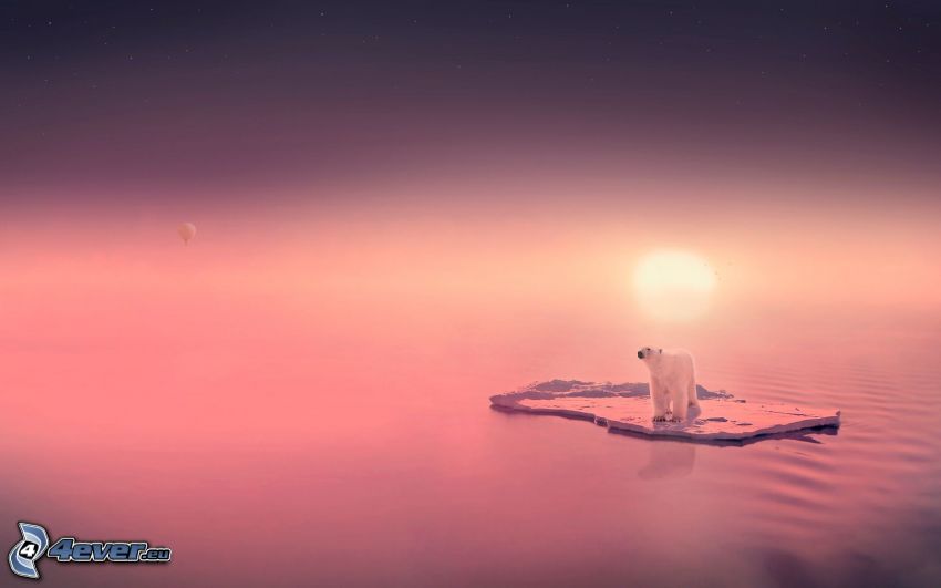 ľadový medveď, kryha, fialový západ slnka