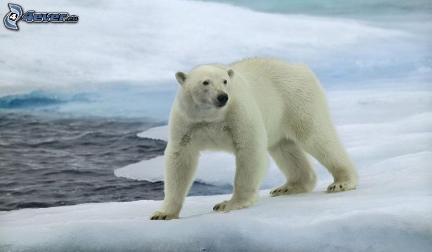 ľadový medveď, ľad, sneh