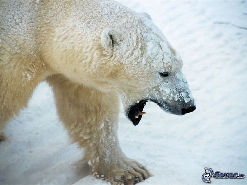 ľadový medveď, sneh