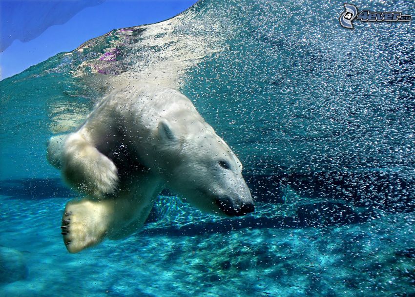 ľadový medveď vo vode