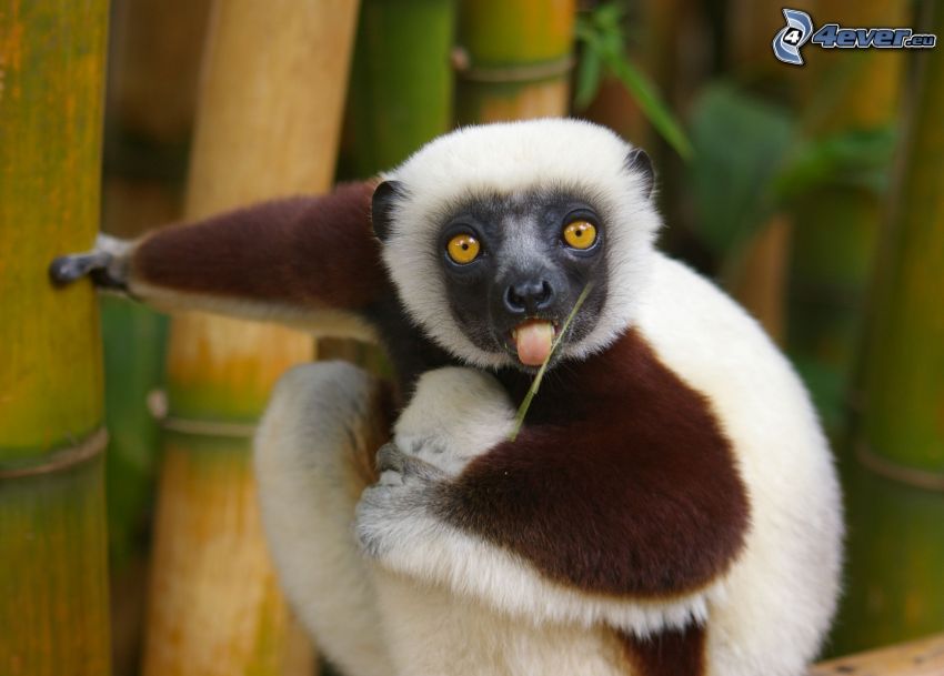 lemur, bambus