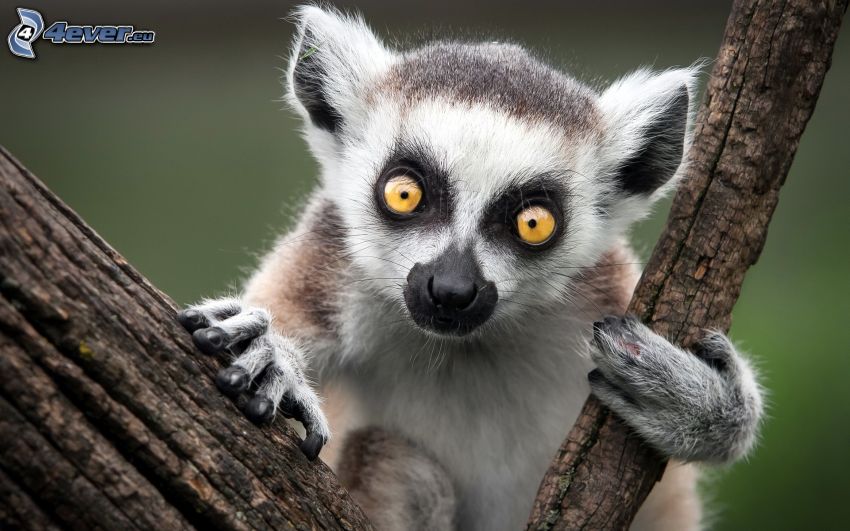 lemur, konáre