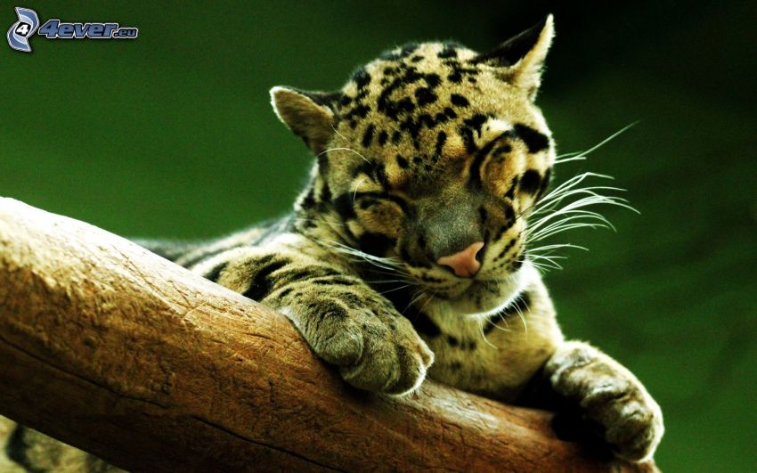 leopard, drevo