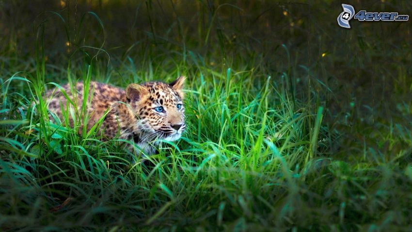 leopard, mláďa, tráva