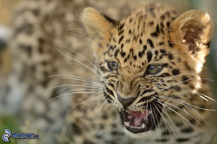 leopard, mláďa