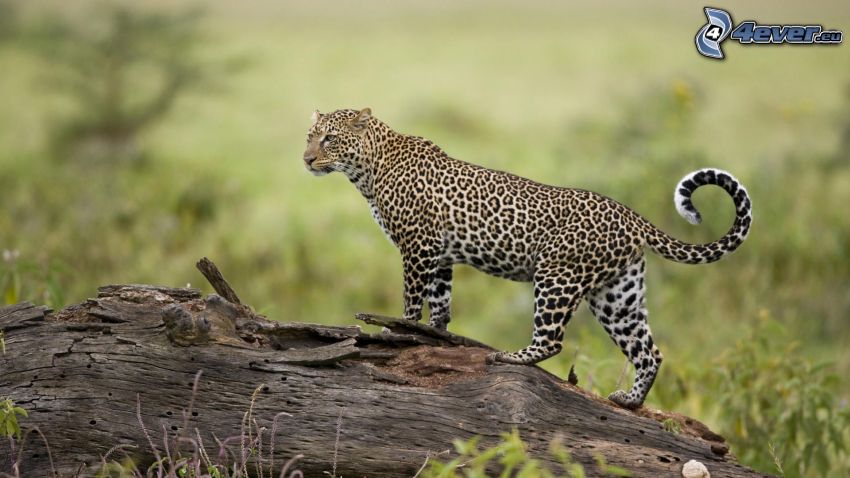 leopard, peň