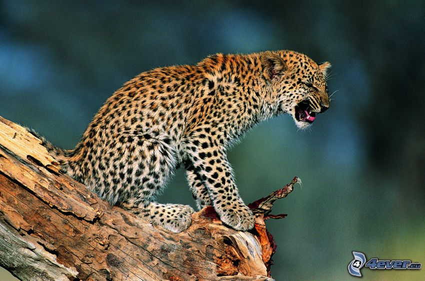 leopard, peň