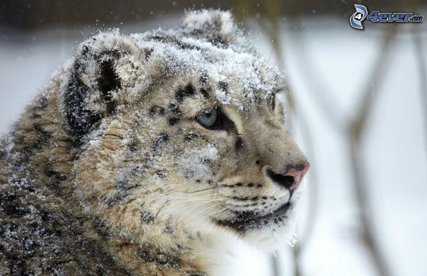 leopard, sneh