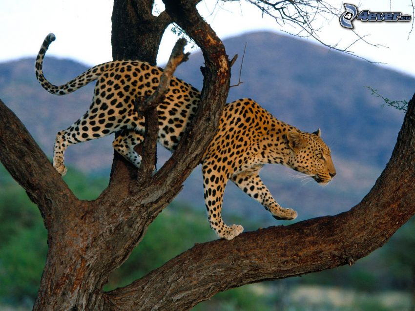 leopard na strome