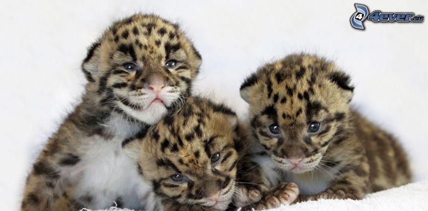 leopardy, mláďatá