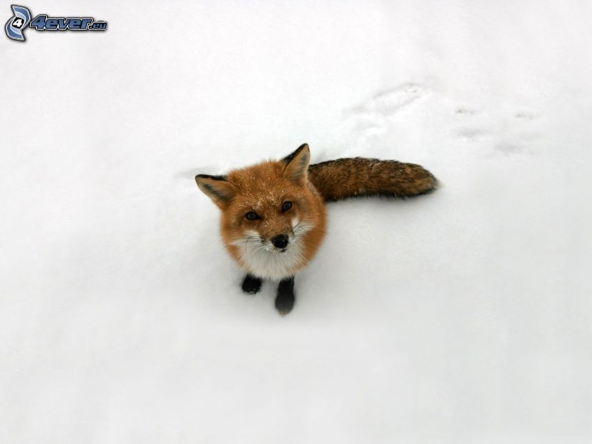 líška, mláďa, sneh
