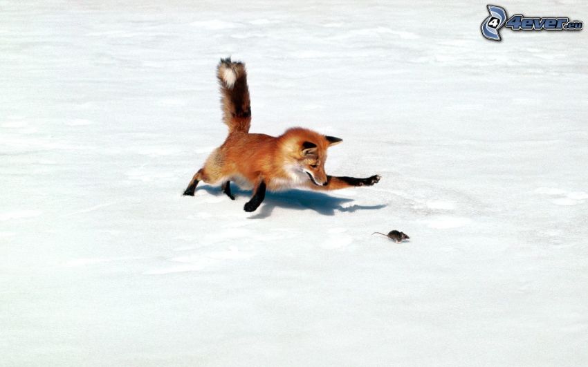 líška, myš, sneh, lov