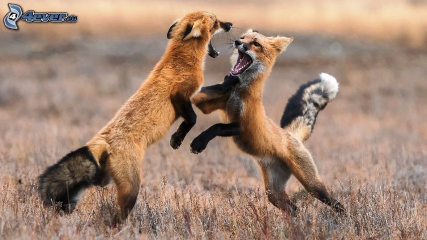 líšky, boj