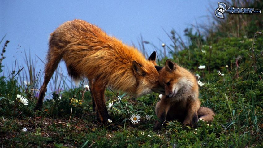 líšky, mláďa