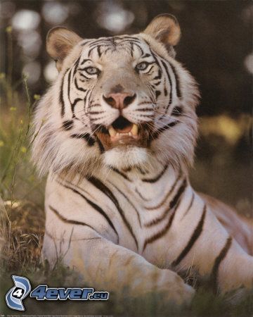 mačky, šelmy, biely tiger