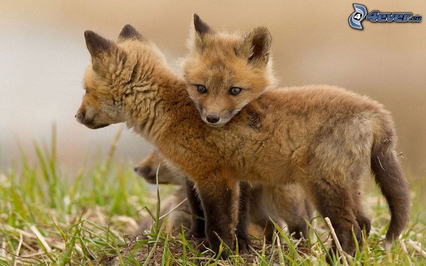 malé líšky, mláďatá
