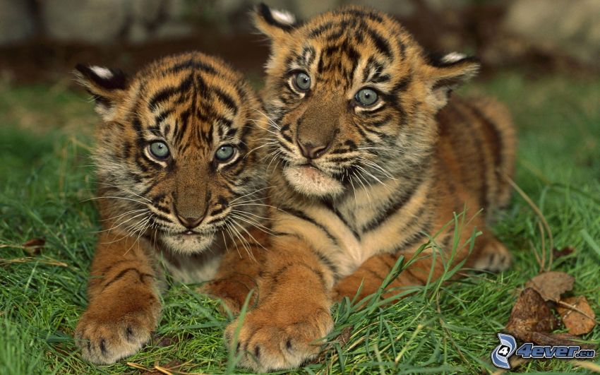 malé tigríčatá, tráva