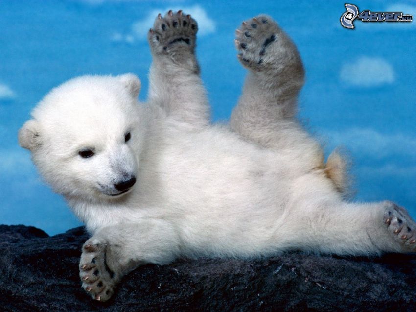 malý medvedík, ľadový medveď