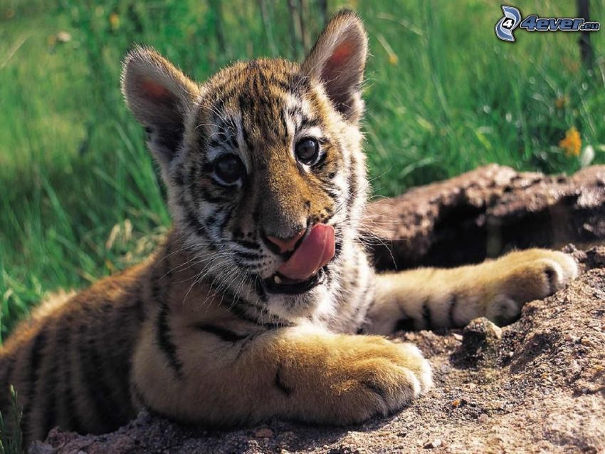 malý tigrík, mláďa