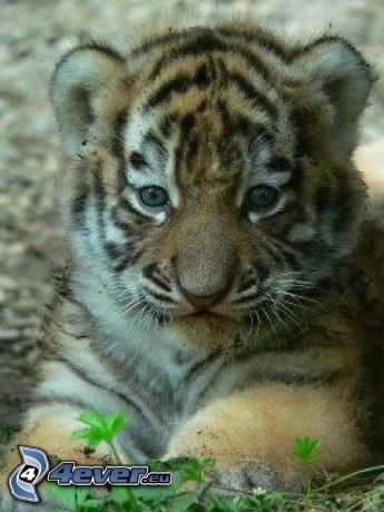 malý tigrík, mláďa
