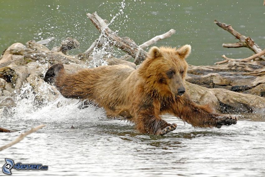 medveď, rieka