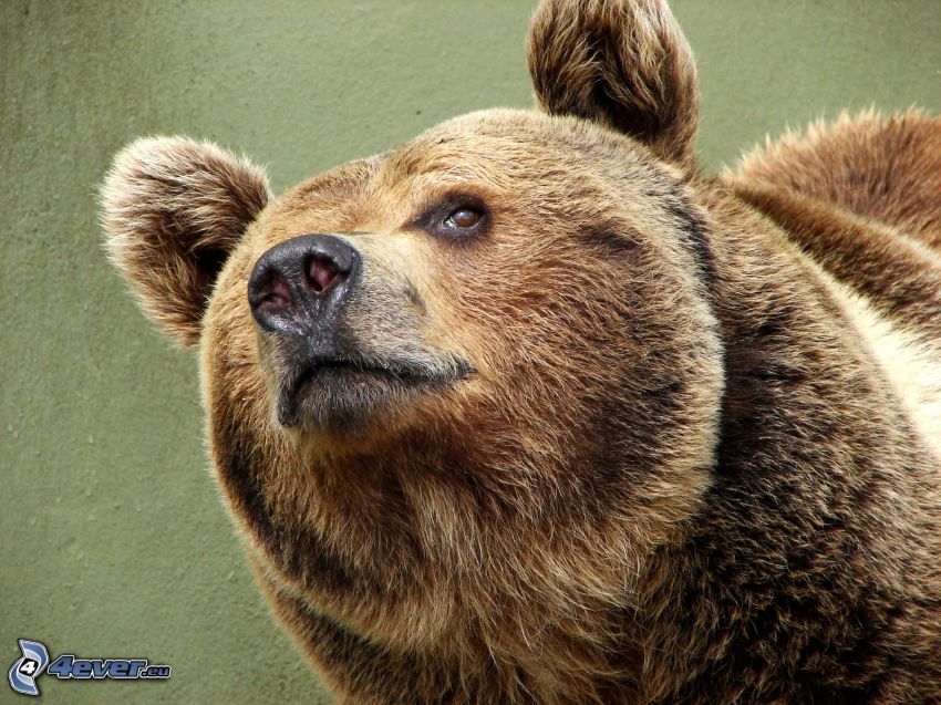 medveď grizly, hnedý medveď