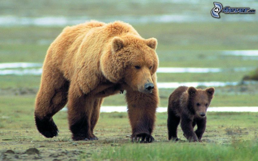 medveď grizly, mláďa