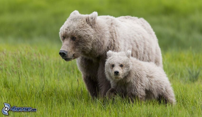 medvede, mláďa, zelená tráva