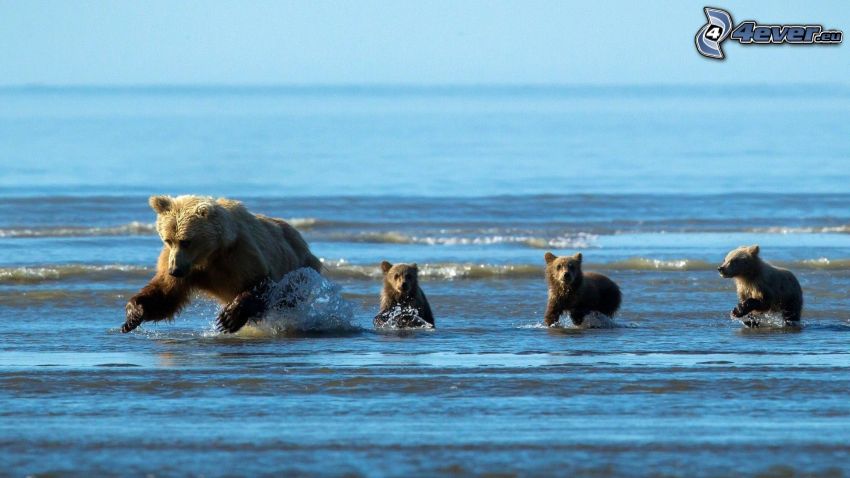 medvede, mláďatá, more