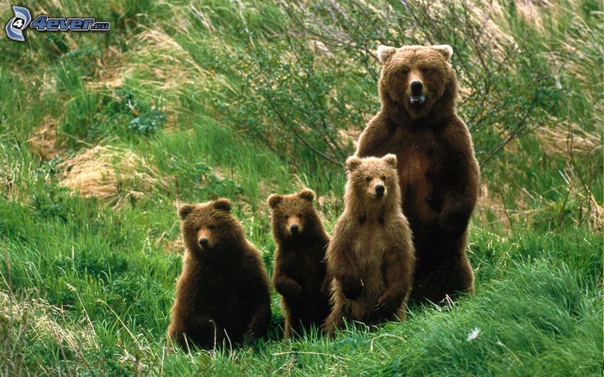 medvede, mláďatá, rodina, tráva