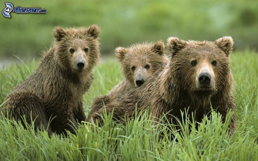 medvede, mláďatá, tráva