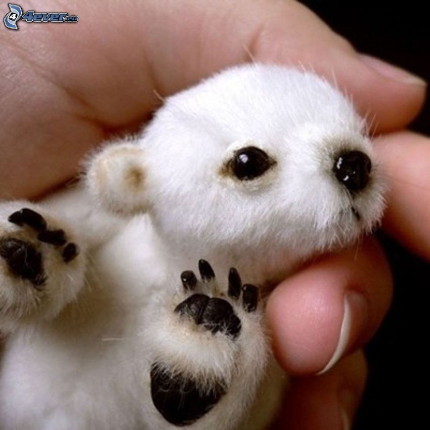 mláďa, ľadový medveď, ruka