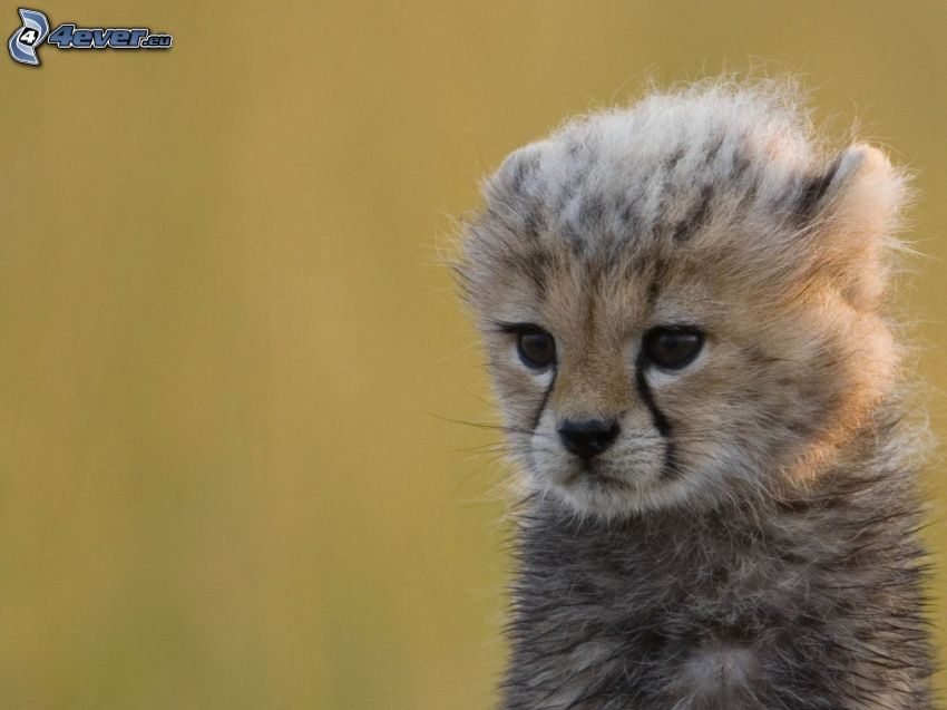 mláďa geparda