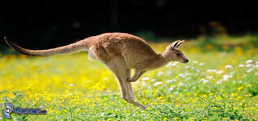 mláďa kengury, lúka, žlté kvety