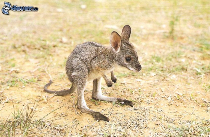 mláďa kengury