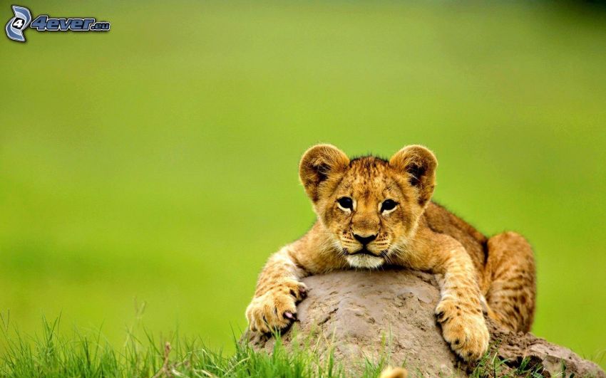 mláďa leva