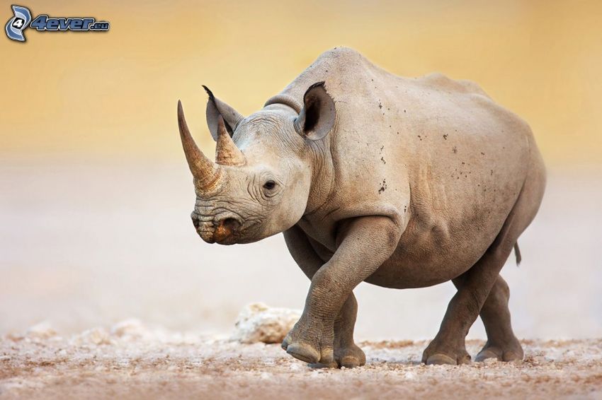 mláďa nosorožca