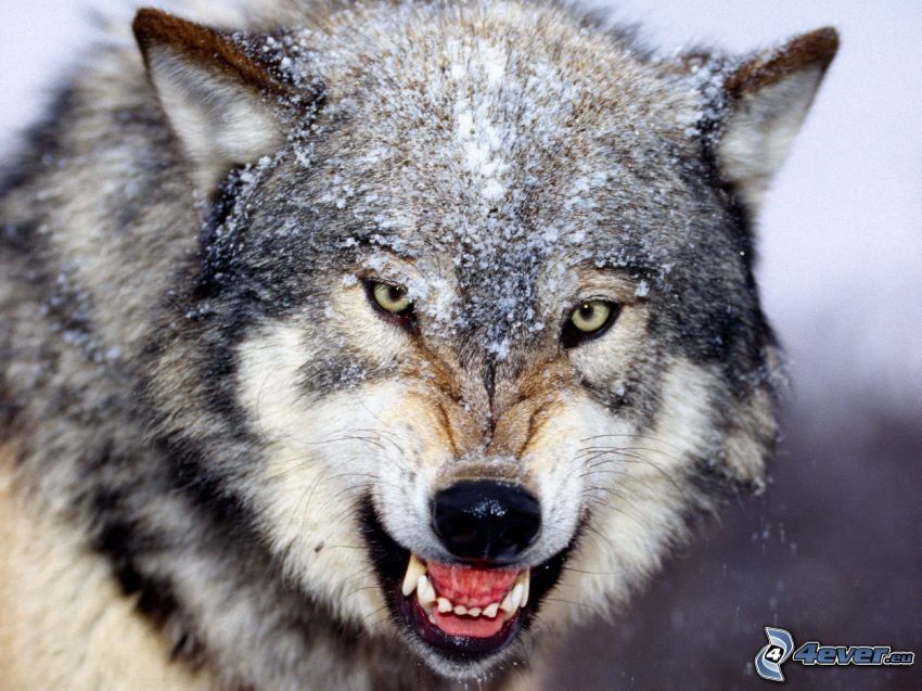 nahnevaný vlk, zasnežený vlk, tesáky