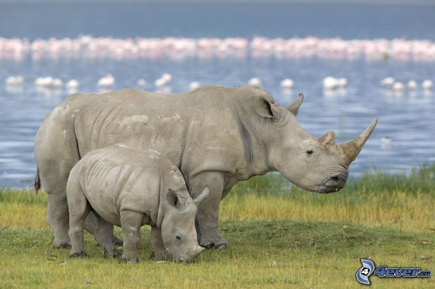 nosorožce, mláďa