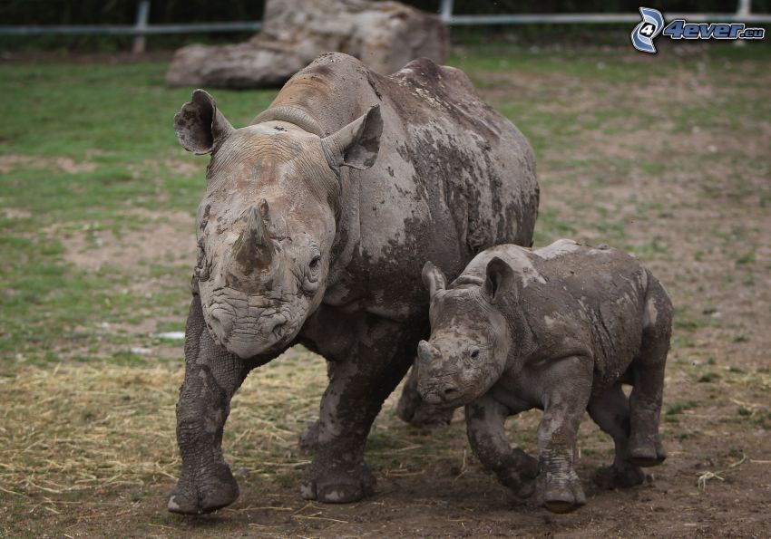 nosorožce, mláďa nosorožca