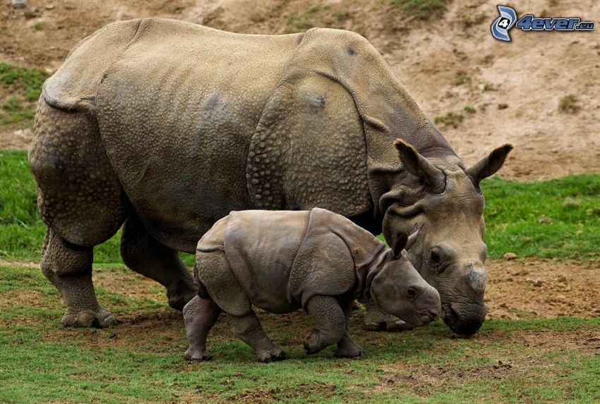 nosorožce, mláďa nosorožca