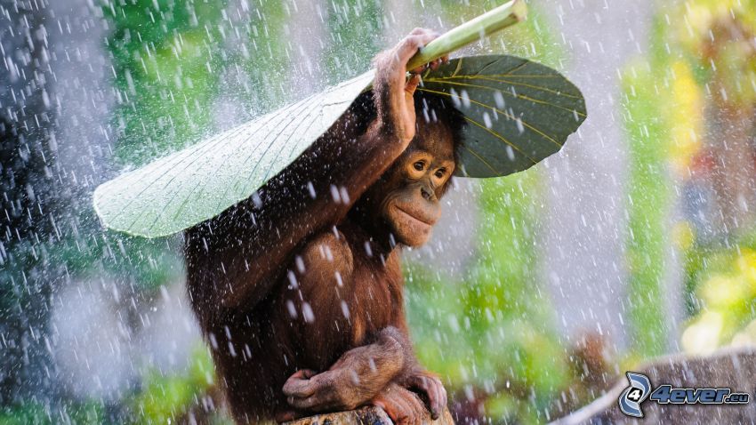 orangután, dážď, list